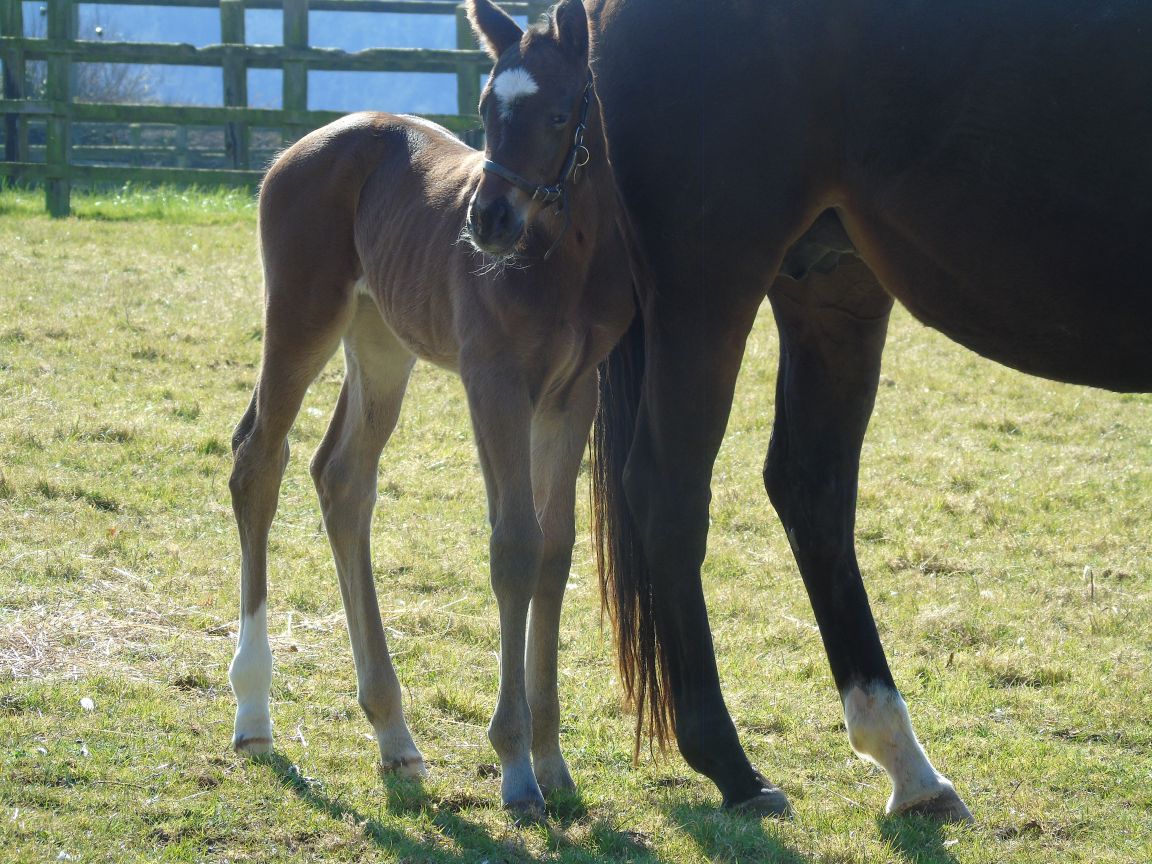 2025 filly by Mostahdaf
